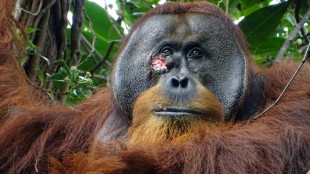 Self-care: Orangutan seen apparently treating wound
