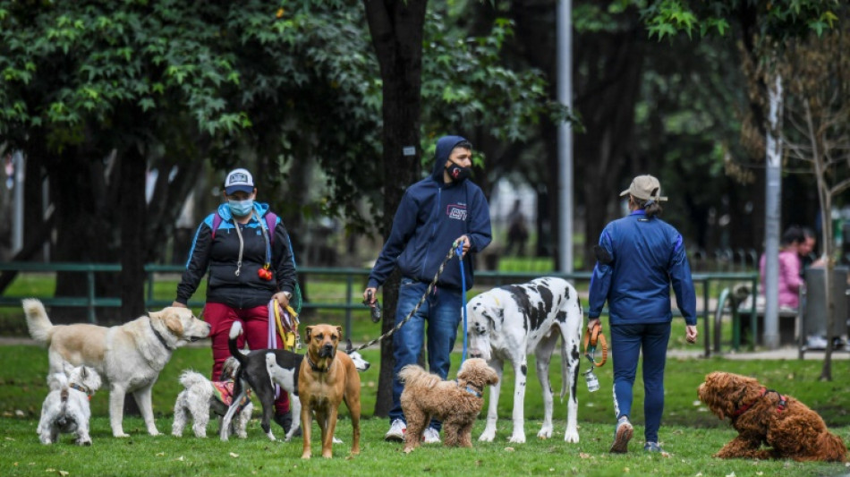 Mais o&ugrave; est donc "Bouton?": la Colombie s'&eacute;meut des vols de chiens