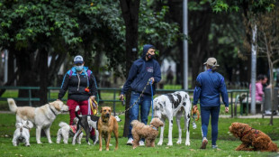 Mais o&ugrave; est donc "Bouton?": la Colombie s'&eacute;meut des vols de chiens