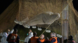 Stranded beluga whale removed from France's Seine river: AFP
