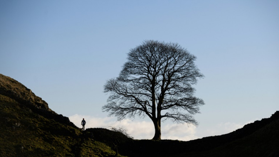 Acusado de tumbar un &aacute;rbol famoso en Reino Unido se declara no culpable