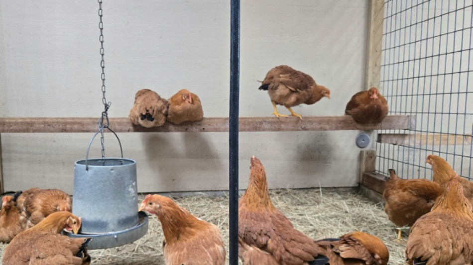 Segunda muerte del año vinculada a gripe aviar en EEUU