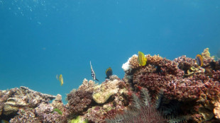 Australia anuncia 700 millones de dólares para proteger la Gran Barrera de Coral