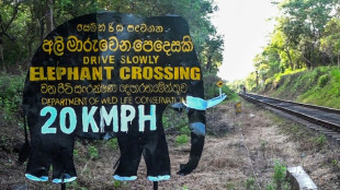 Au Sri Lanka, encore un éléphant sauvage tué par un train