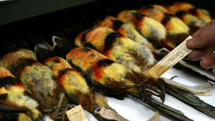 'Irreplaceable' Colombian bird collection at risk 