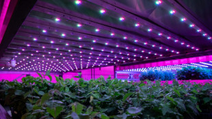 LED tech boosts saplings, hopes for UK net zero bid