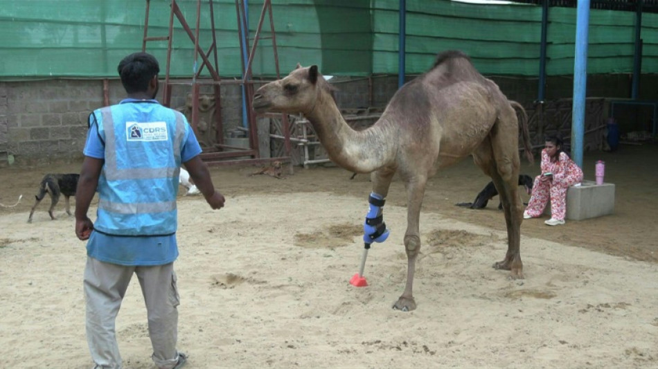 Au Pakistan, une chamelle remarche grâce à une patte prothétique