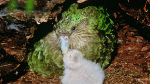 Ardern in a flap as wren rocks N. Zealand's bird beauty contest