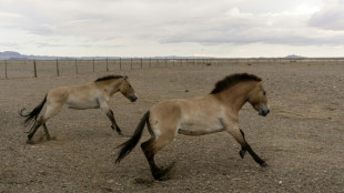 Prague, Berlin zoos to reintroduce wild horses to Kazakhstan