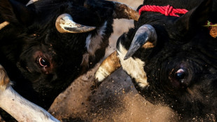 Little-known bullfighting tradition lives on in UAE village