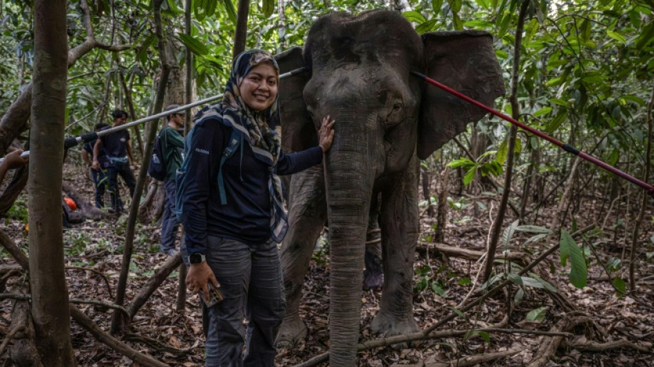 Born&eacute;o: la femme qui murmurait &agrave; l'oreille des &eacute;l&eacute;phants