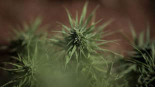 Le flou r&egrave;gne sur l'avenir du cannabis m&eacute;dical en France