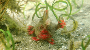Australia scientists pluck rare handfish from ocean due to climate risk