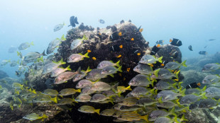 Greenpeace calls for high seas protected area in Galapagos