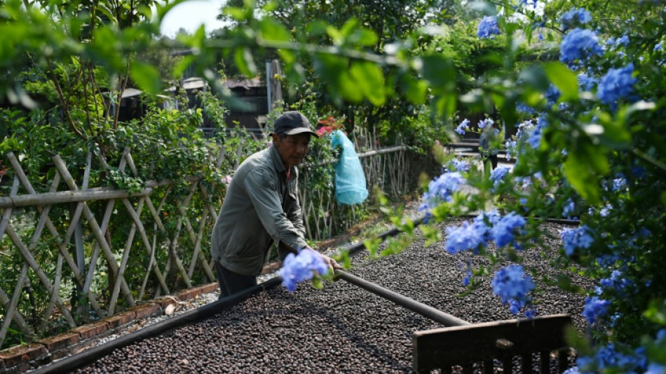 Capital chinesa do chá passa a produzir café diante da preferência dos jovens