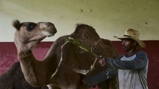 A Cuba, un zoo se bat contre p&eacute;nuries et coupures d'&eacute;lectricit&eacute; 