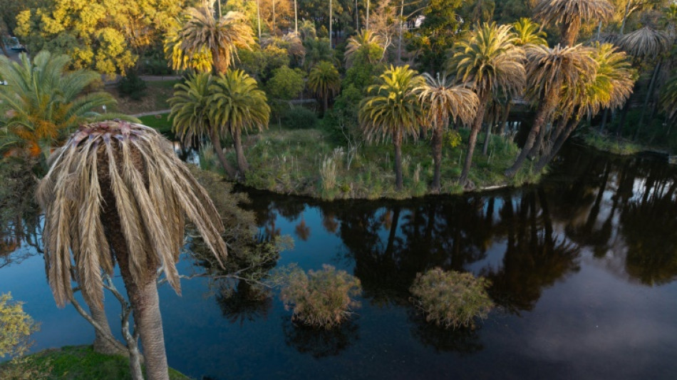 El "picudo rojo" arrasa palmeras en Uruguay y alarma a Brasil y Argentina