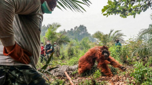 Dozens of orangutans saved from Indonesia blazes