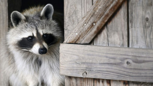 Deutscher Jagdverband: Waschbären breiten sich in Deutschland weiter aus