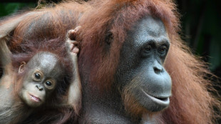 Old joke: Apes also like to tease, meaning trait could be ancient