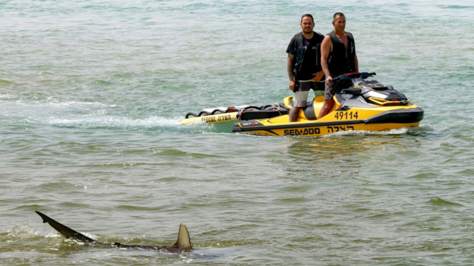 'Alpha predator' sharks and humans clash on an Israeli beach