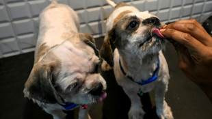 Pet dogs and strays suffer in Asia heatwave