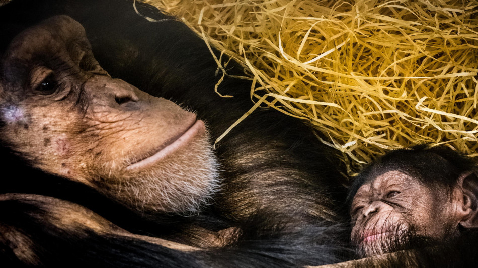 Gli scimpanz&eacute; legati alla mamma come gli esseri umani