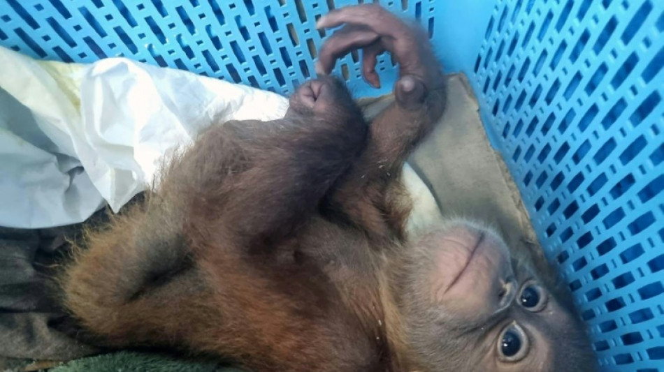 Un Thaïlandais arrêté pour trafic de bébés orangs-outans
