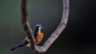 Birds, beetles, bugs could help replace pesticides: study