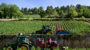 Francia registra su menor producci&oacute;n de vino desde 1957 por la sequ&iacute;a y las olas de calor