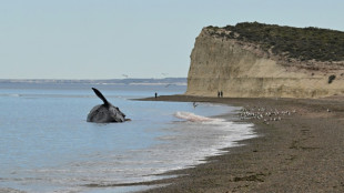 Argentine scientists worried after spate of whale deaths