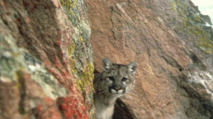 One dead in rare US mountain lion attack