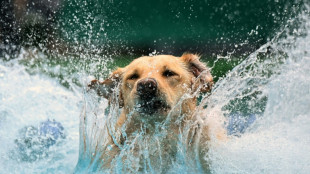 Studie: Menschen und Hunde verbreiteten sich gemeinsam in Eurasien