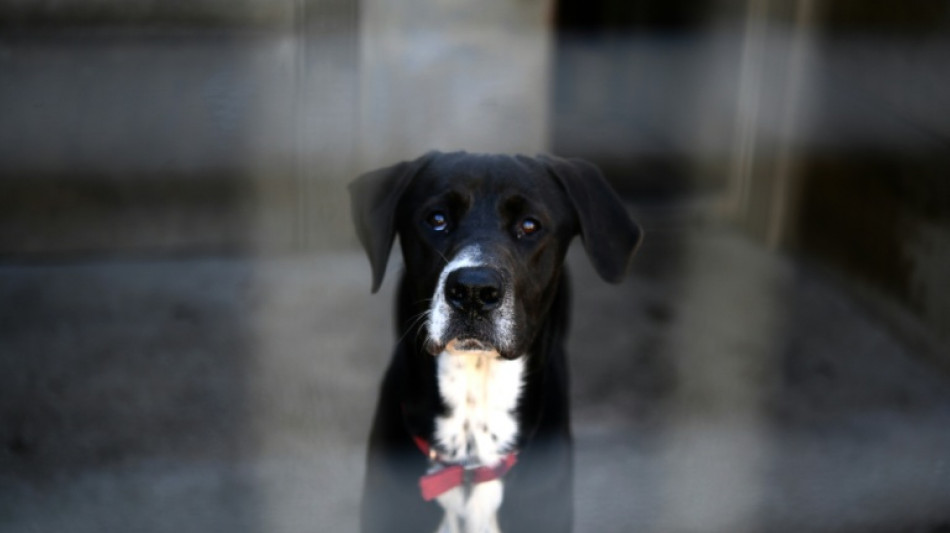 Plus de 84.000 chiens et chats &agrave; l'abandon refus&eacute;s par des structures satur&eacute;es