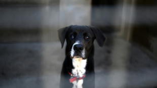 Plus de 84.000 chiens et chats &agrave; l'abandon refus&eacute;s par des structures satur&eacute;es