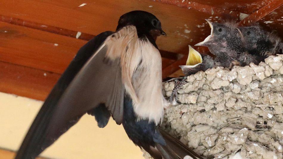 Col cambiamento del clima,rondini sempre pi&ugrave; piccole e a rischio