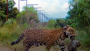 First wild jaguars in 70 years born in Argentina national park