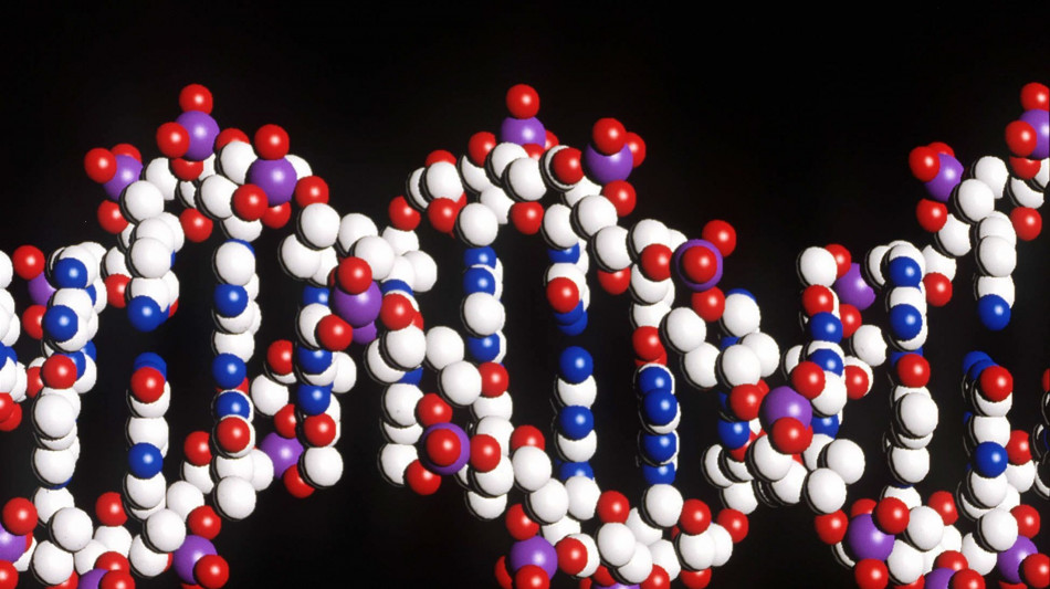 Ampliato l'alfabeto genetico, passa da 4 a 8 lettere