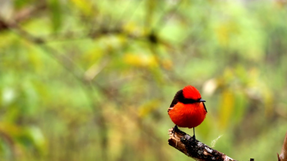 Sous les tropiques, les oiseaux chanteurs prennent des couleurs