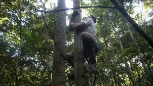The risky business of Amazonian tree climbers