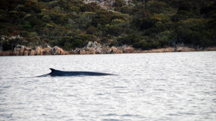 Torna il canto delle balene al largo della Sicilia