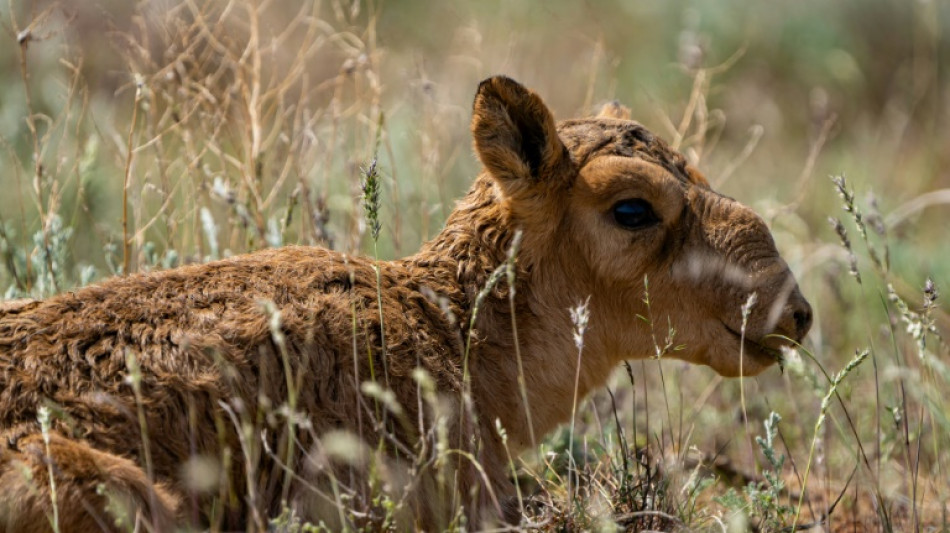 Kazakhstan: autorisation de la chasse aux antilopes saïgas, un temps menacées