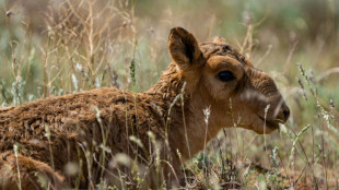 Kazakhstan mulls endangered antelope cull after population boom