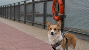 Pet owners go private to jet 'fur babies' out of Hong Kong
