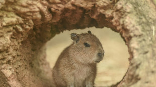 Un zoológico de China encuentra a una capibara "fugitiva" tras dos meses de huida