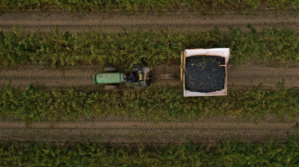 La producción mundial de vino se recuperará ligeramente en 2025, pero sigue en niveles bajos