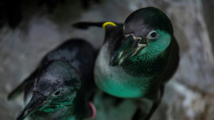 Round-the-clock care for Peru's oil-stained sea birds