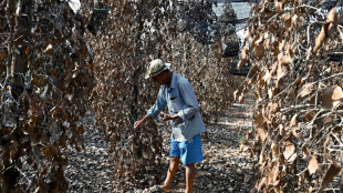 El cambio climático amenaza la valiosa pimienta de Kampot, en Camboya