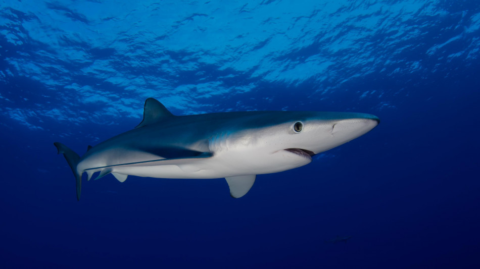 L'acidificazione degli oceani minaccia i denti degli squali