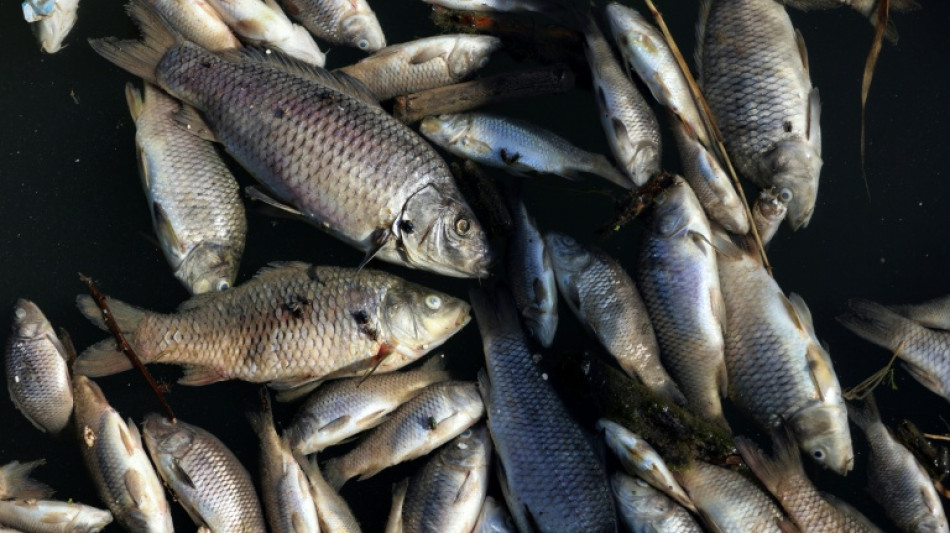 Iraq fish die-off leaves farmers mourning lost livelihoods